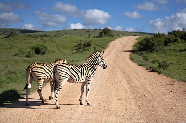 Safaris africains