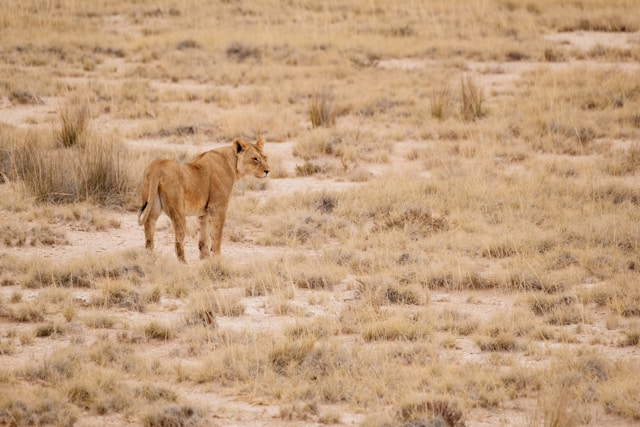 Savane namibienne